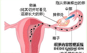 输卵管疾病的症状