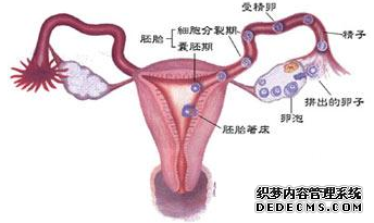 输卵管粘连是怎么回事